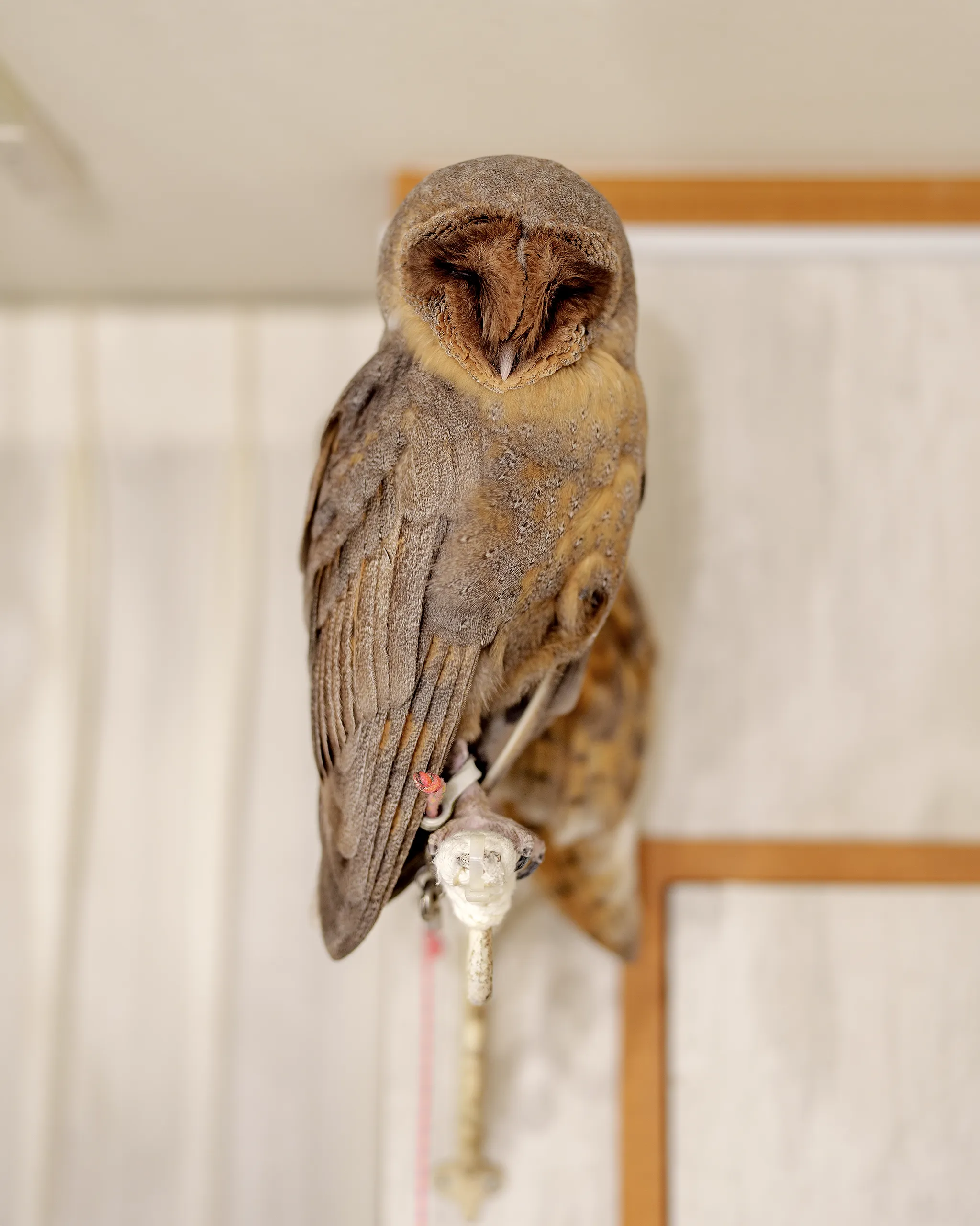 Monjya the Barn Owl