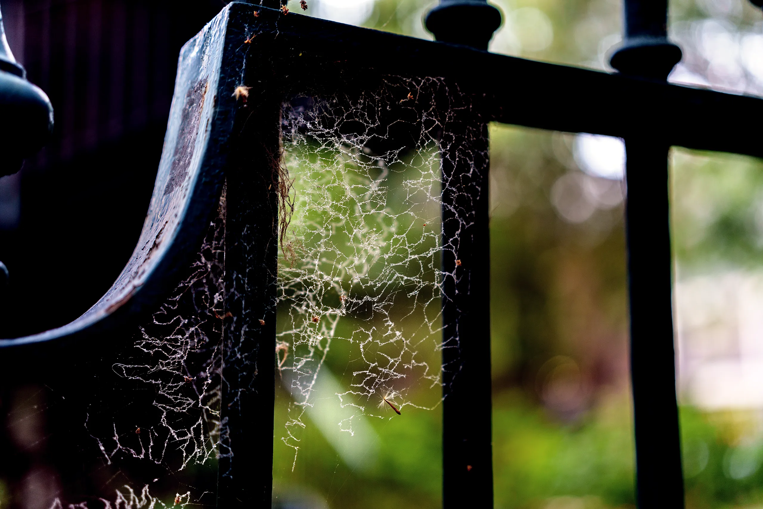 Cobwebs
